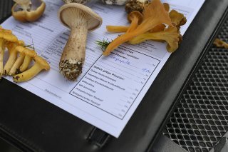 Les champignons sur ce certificat de contrôle sont tous comestibles, mais 90% des espèces trouvables en Suisse ne le sont pas (image d'illustration).